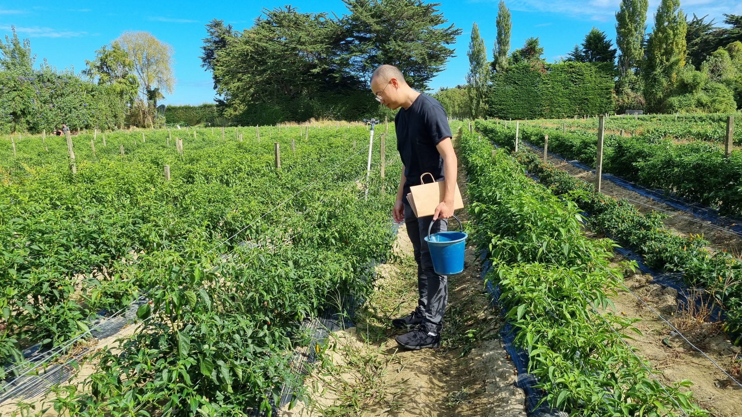 Read more about the article Chili Picking in New Zealand